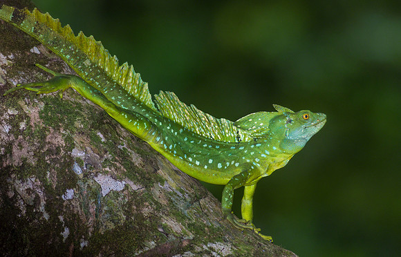 Emerald Basilisk