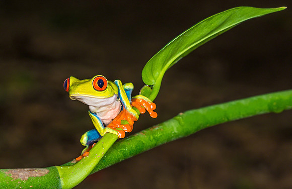 Red-Eyed Tree Frog