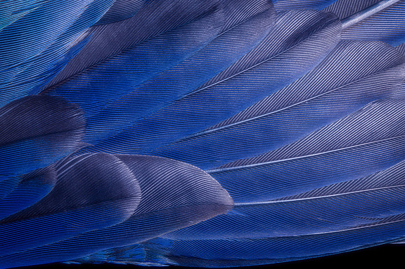 Flights of Beauty:  Crimson Rosella