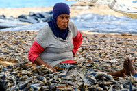 Drying Salt Fish