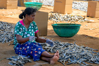 Salt Fish – Negombo