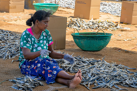 Salt Fish – Negombo