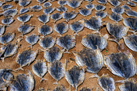 Fish Drying VI