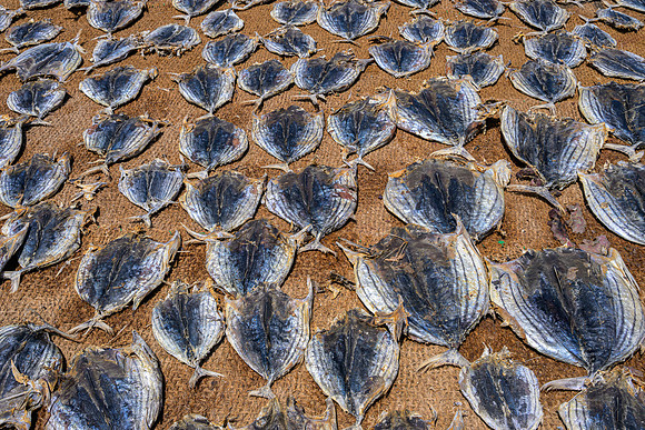 Fish Drying VI