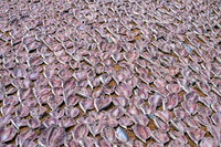 Fish Drying V