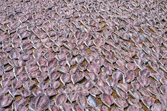 Fish Drying V