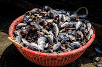 Fish Basket