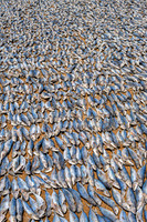 Fish Drying II