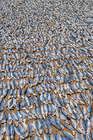 Fish Drying II