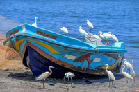 Negombo Fishing Boat