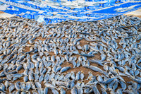 Fish Drying IV