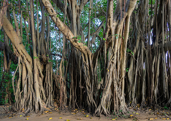 Weeping Fig Tree, Kandalama