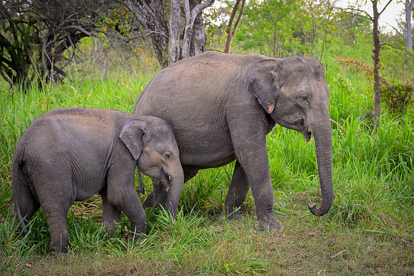 Indian Elephant VI