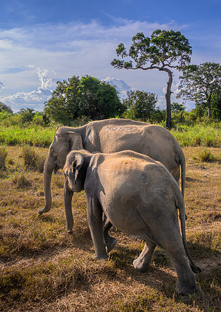 Indian Elephant IV