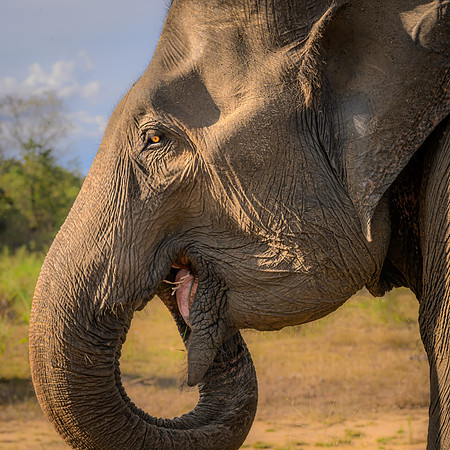 Indian Elephant V