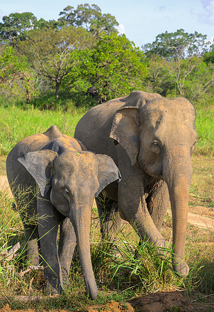 Indian Elephant III