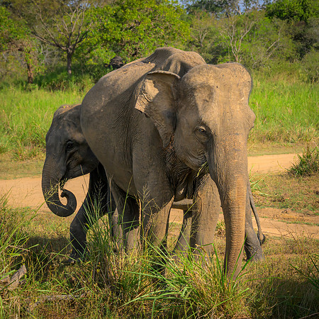 Indian Elephant II