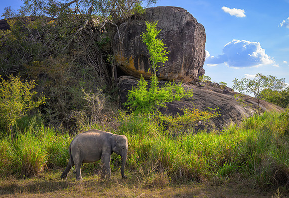 Minneriya National Park