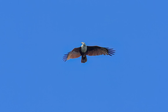 Brahminy Kite