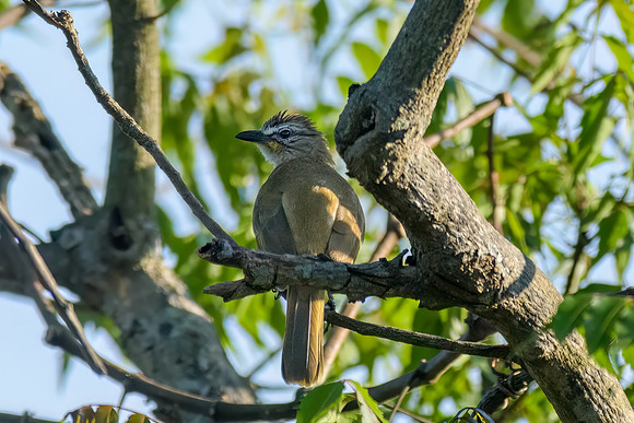 White-Bbrowed Bulbul