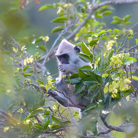 Tufted Grey Langur Monkey III