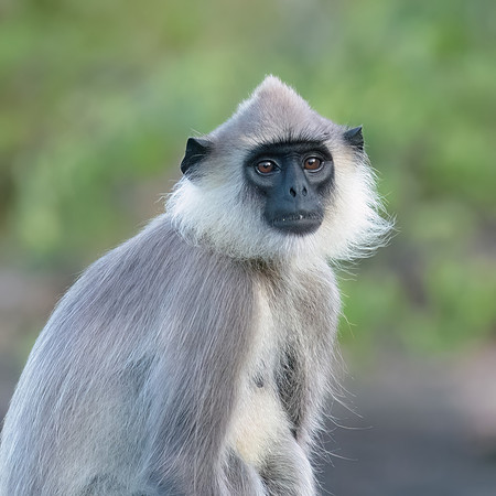 Tufted Grey Langur Monkey III