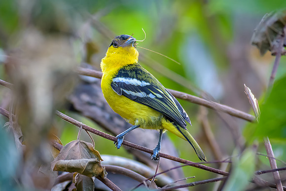 Common Iora