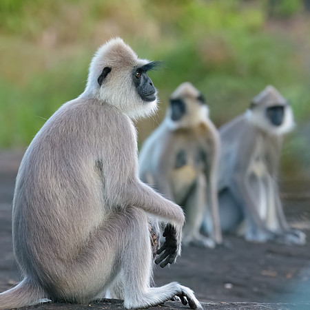 Tufted Grey Langur Monkey II