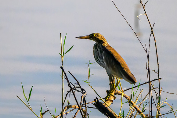 Juvenile Indian Pond Heron