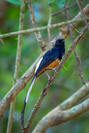 White Rumped Shama