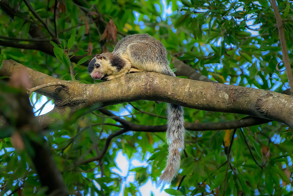 Grizzled Giant Squirrel