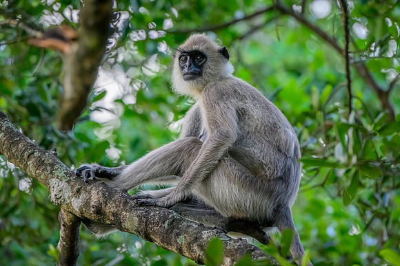 Tufted Grey Langur Monkey IV