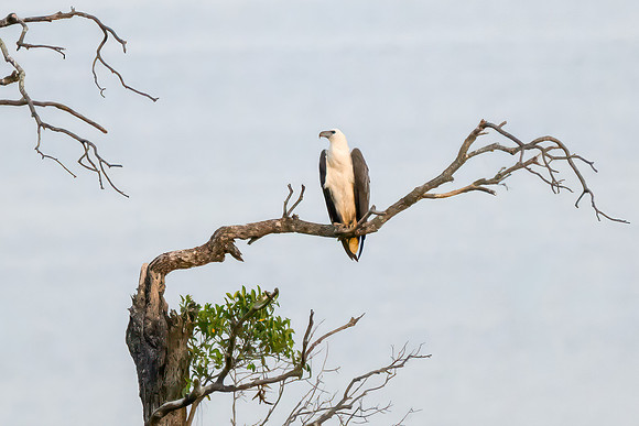 White Bellied Sea Eagle