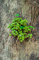 Baby Breadfruit