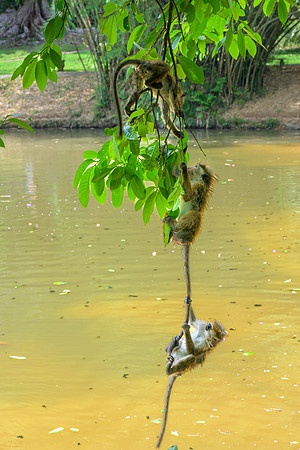 Toque Macaque Monkey I