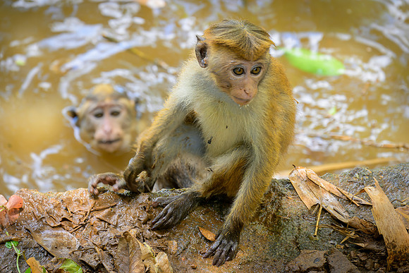 Toque Macaque Monkey IV