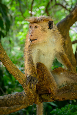Toque Macaque Monkey V