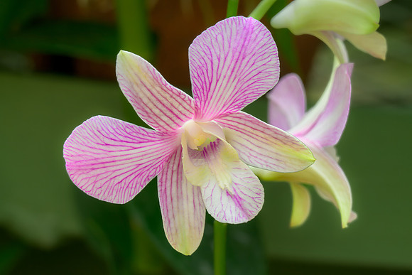 Royal Botanic Gardens – Peradeniya V