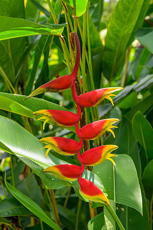 Royal Botanic Gardens – Peradeniya III