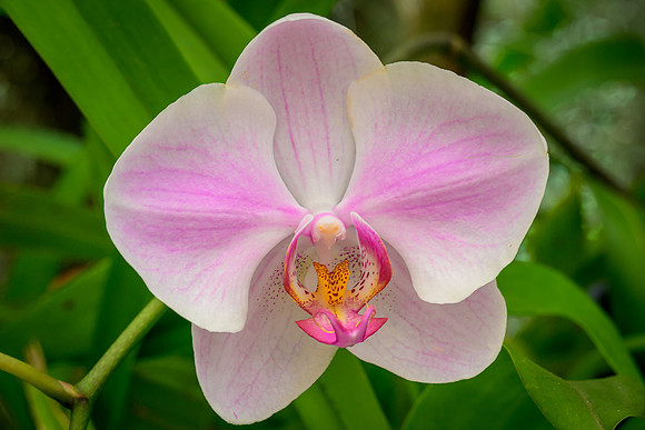 Royal Botanic Gardens – Peradeniya IV