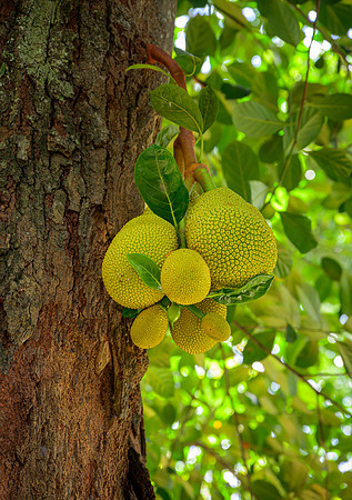 Royal Botanic Gardens – Peradeniya II