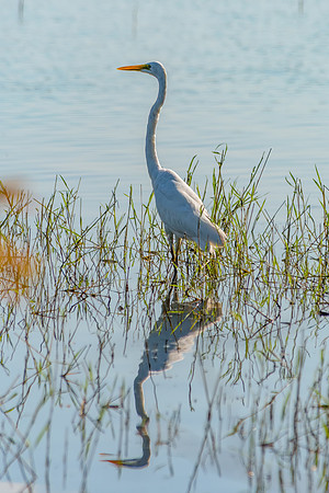 Great Egret