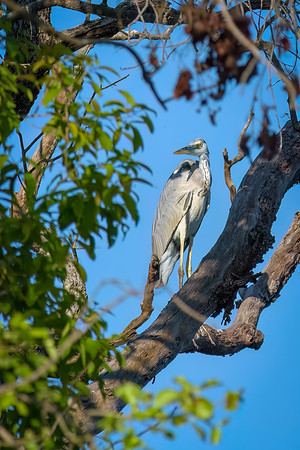 Juvenile Grey Heron