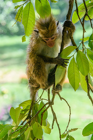 Toque Macaque Monkey II