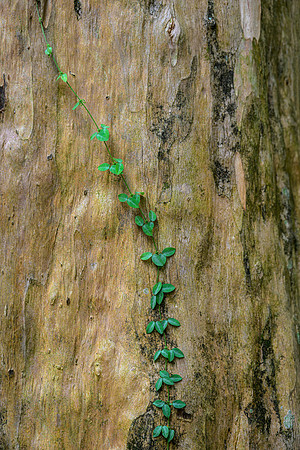 Royal Botanic Gardens – Peradeniya VII