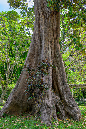 Royal Botanic Gardens – Peradeniya VI