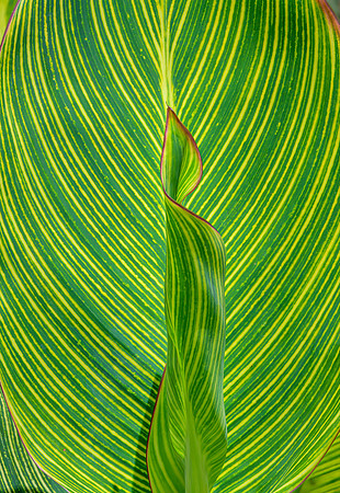 Royal Botanic Gardens – Peradeniya VIII