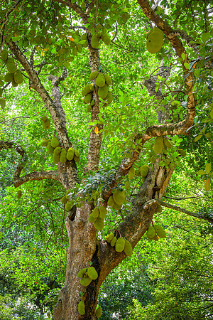 Royal Botanic Gardens – Peradeniya I
