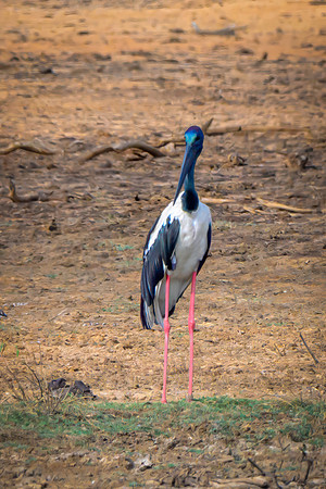 Black Necked Stork