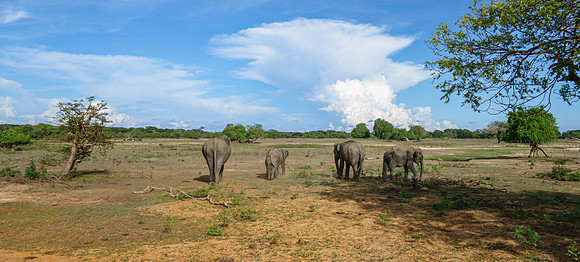 Yala National Park II